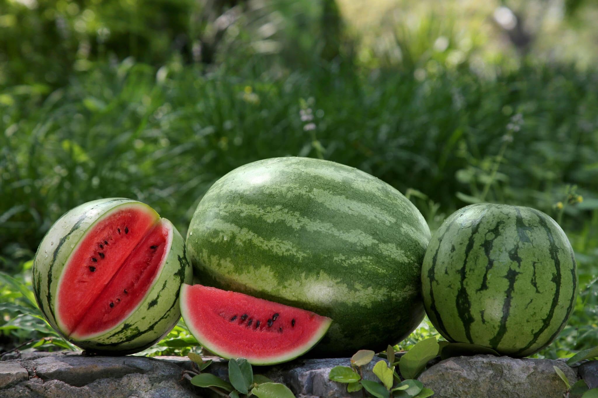Winter - Watermelon for planting in home garden